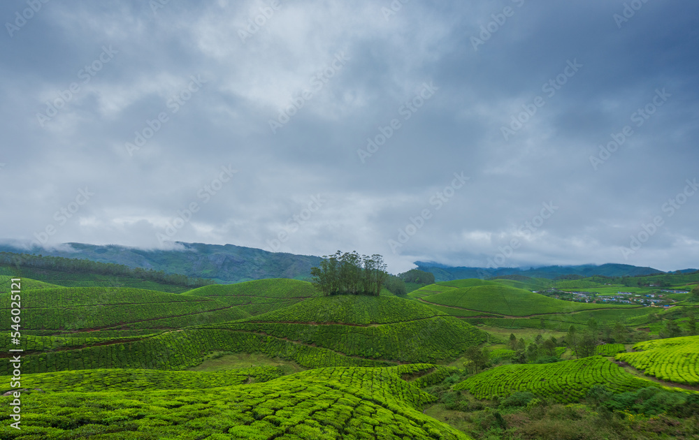 plantation in the mountains, Munnar, Kerala, India.