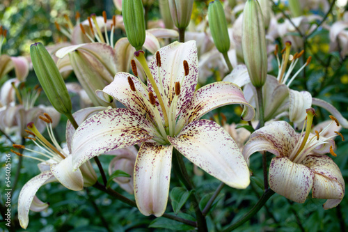 The macrocosm of the lily flower conveys the unique combination of colors and the indescribable beauty of nature.