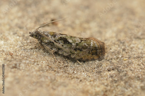 Closeup on the colorful  small Tortrix Cock s-head Bell moth  Zeiraphera isertana  isolated on wood