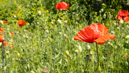 poppy flowers in a field