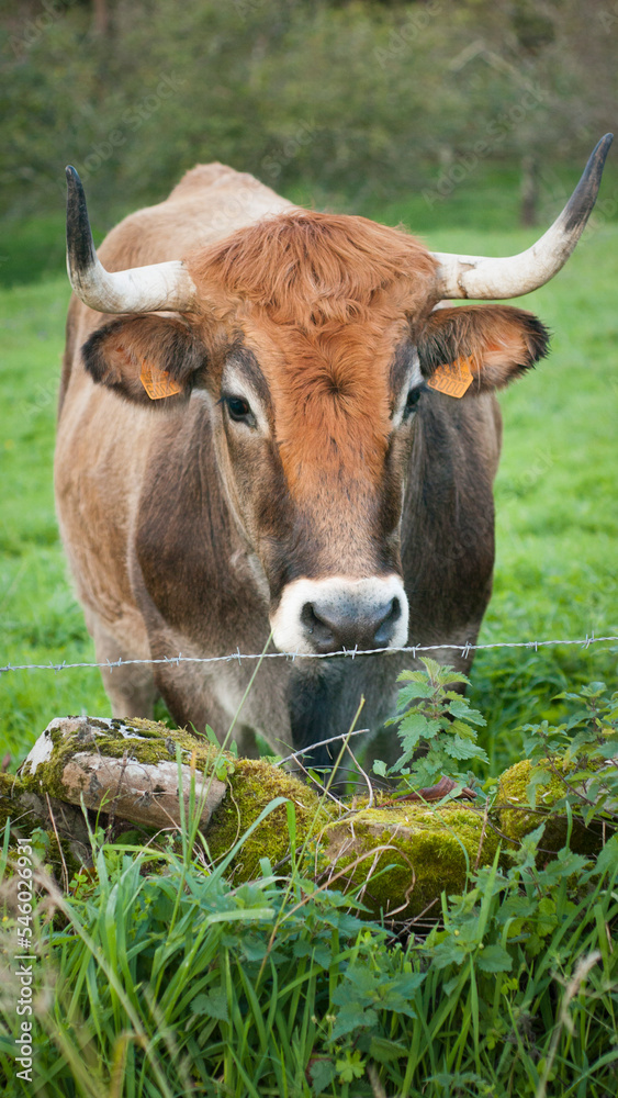 Vaca marrón en pradera verde tras alambre Vaca marrón en pradera verde tras alambre