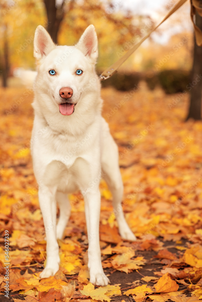 Front portrait of cute purebred white husky dog standing in beautiful autumn park. Front portrait of cute purebred white husky dog standing in beautiful autumn park.