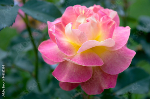A close-up shot of a pink rose flower reveals the irresistible beauty of a natural creation.