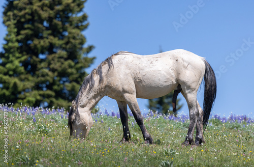 Wild Horse in the Pryor Mountains Montana in Summer