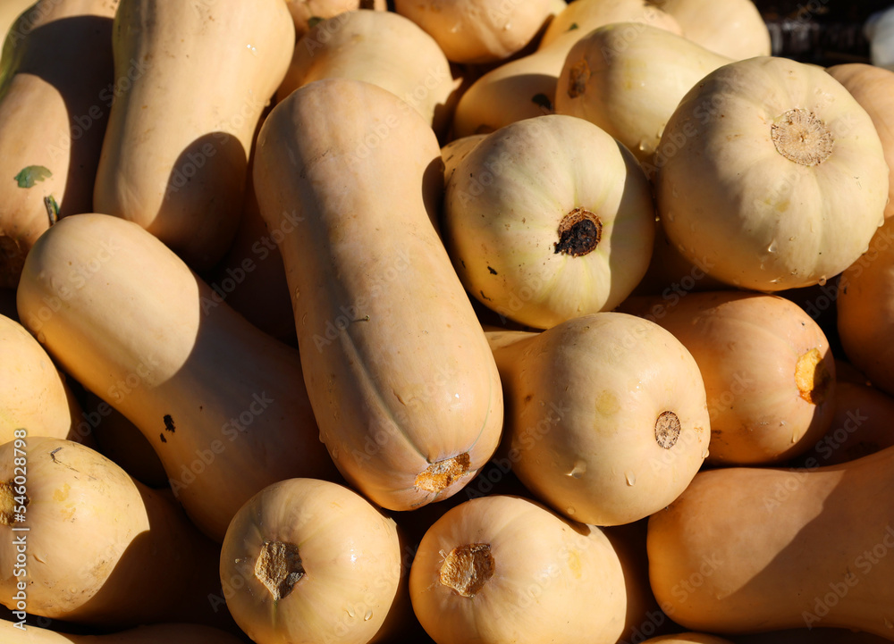 Butternut squash (Cucurbita moschata), known in Australia and New Zealand as butternut pumpkin or gramma, is a type of pumpkin or winter squash that grows on a vine Butternut squash (Cucurbita moschata), known in Australia and New Zealand as butternut pumpkin or gramma, is a type of pumpkin or winter squash that grows on a vine