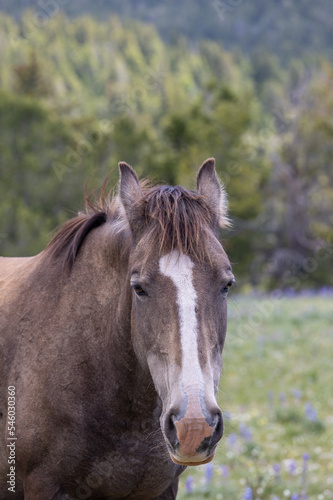 Wild Horse in the Pryor Mountains Montana in Summer © natureguy