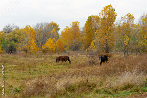 beautiful horse in the field on a autumn day