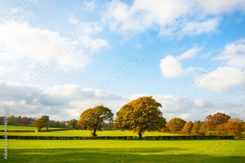 Autumn landscape with trees. Sussex