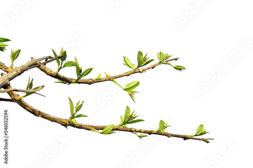 Photo Natural green branch of a tree PNG Form