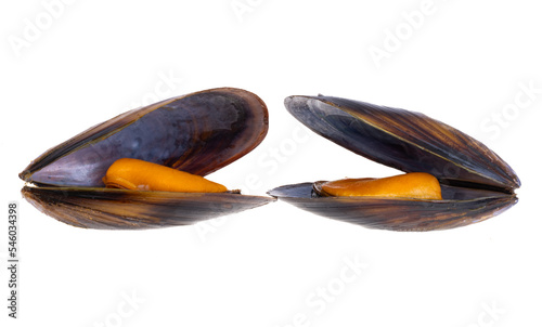 mussels in shell isolated