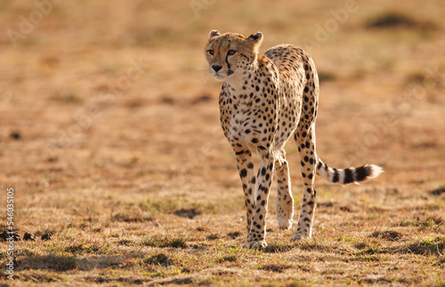 cheetah in serengeti Fototapet