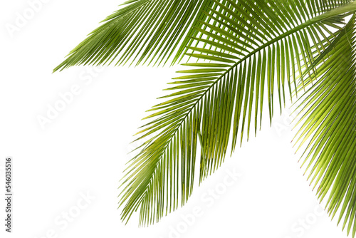 Tela Natural palm tree leaf isolated on White background PNG Form