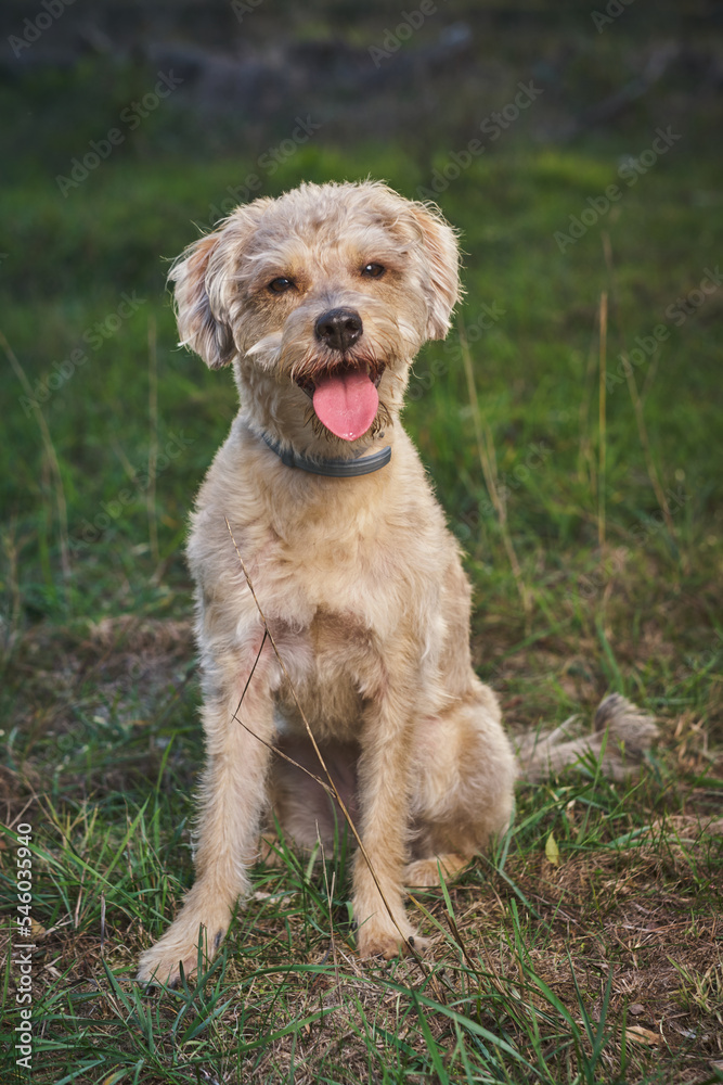 mixed breed dog sitting and smiling mixed breed dog sitting and smiling