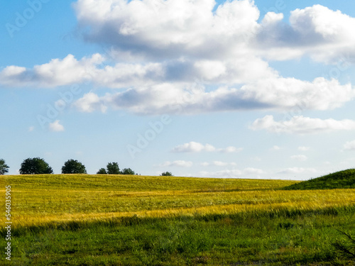 Sunny day over the golden field.