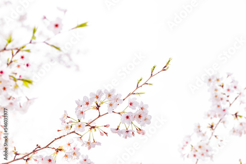 Natural White cherry blossom flowers PNG Form 