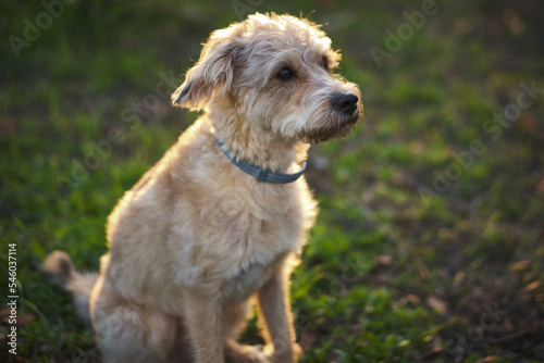 portrait of mixed breed dog