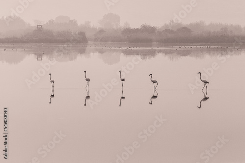 Group of flamingos standing in the middle of lake