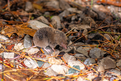 A Northern short-tailed shrew (Blarina brevicauda) searching for food in Michigan, USA. photo