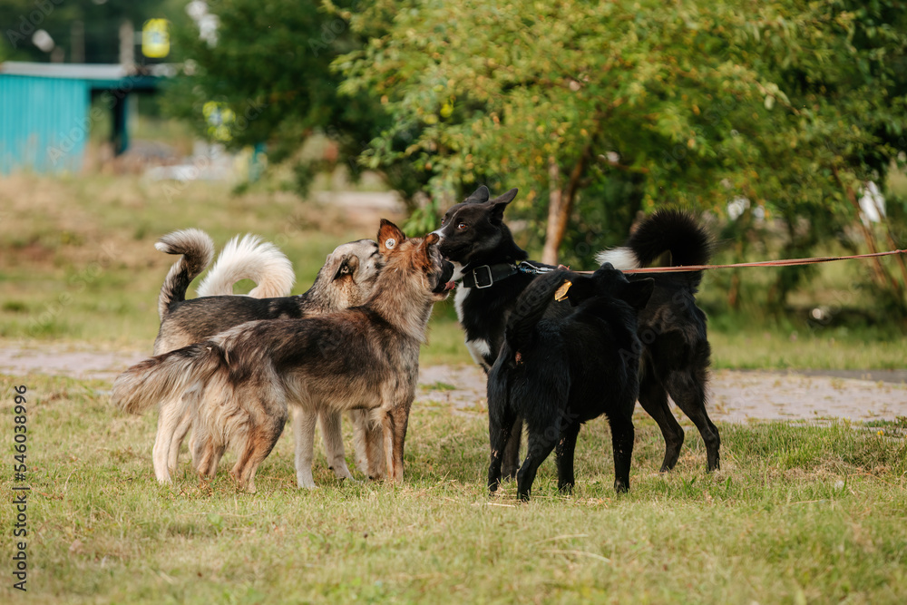 A pack of stray dogs next to a domestic dog on a leash. A pack of stray dogs next to a domestic dog on a leash.