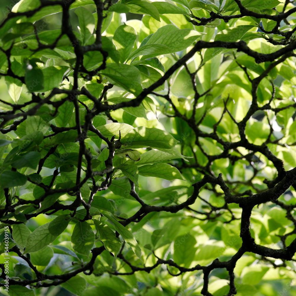 Lots of magnolia branches and light green leaves, branched nature close up. Lots of magnolia branches and light green leaves, branched nature close up.
