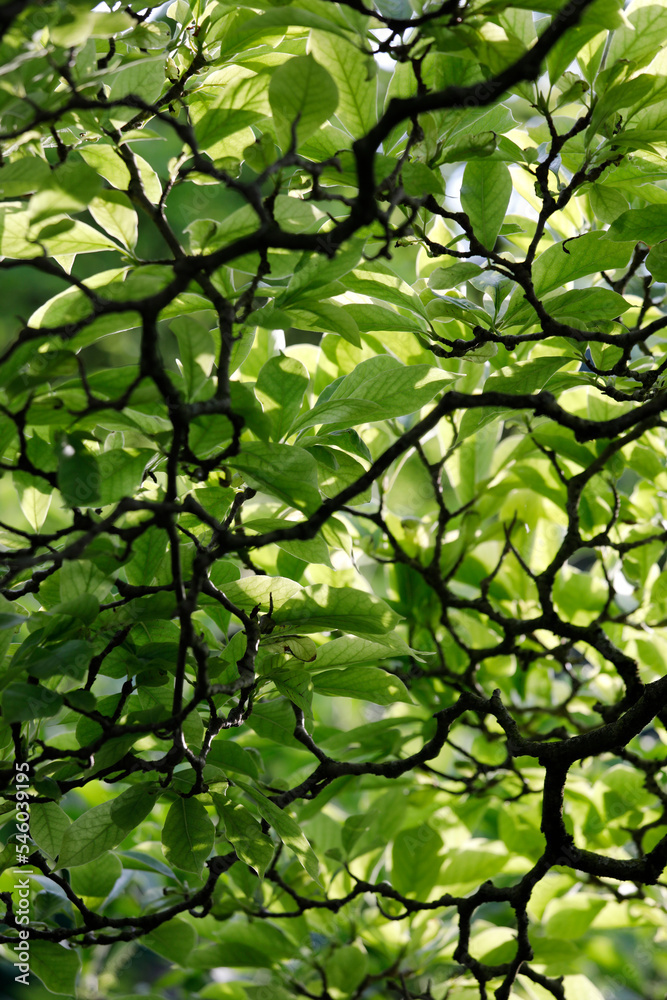 Fototapeta premium Lots of magnolia branches and light green leaves, branched nature close up.