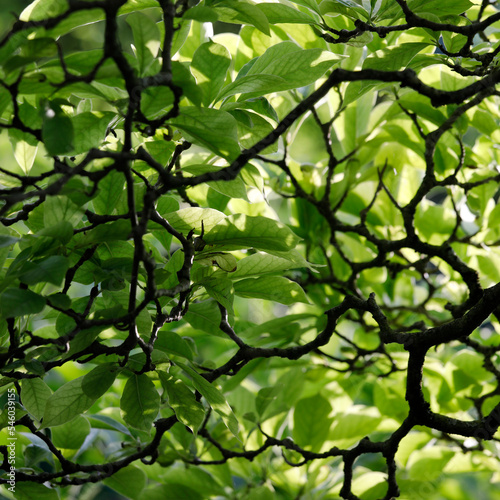 Lots of magnolia branches and light green leaves  branched nature close up.