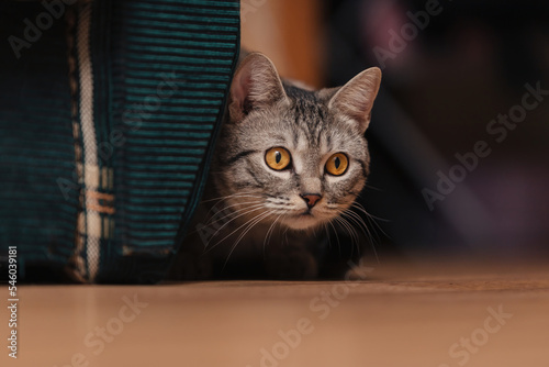 Black and white tabby cat with orange eyes. The cat hid behind the back of a sofa or chair and lay down on the floor.