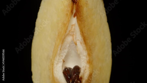 A cut-off slice of Quince, macro zoom, on a black background. the concept of female labia. Close-up.