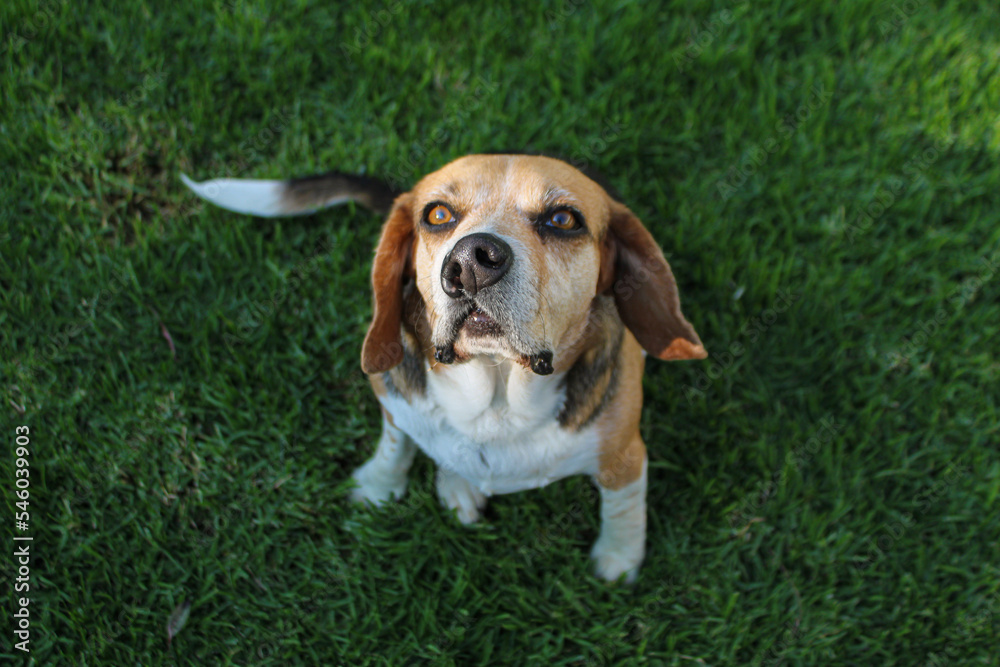 Perro beagle con labio leporino sentado en el pasto