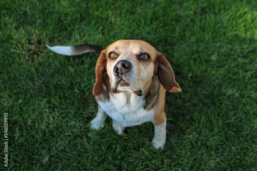 Perro beagle con labio leporino sentado en el pasto photo
