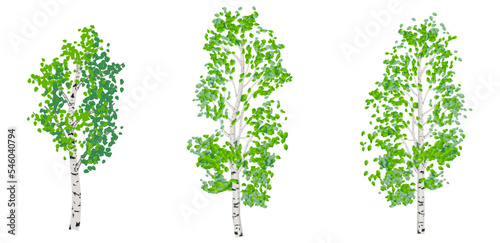 Three beautiful birch trees in realistic style. Vector illustration isolated on white background. 