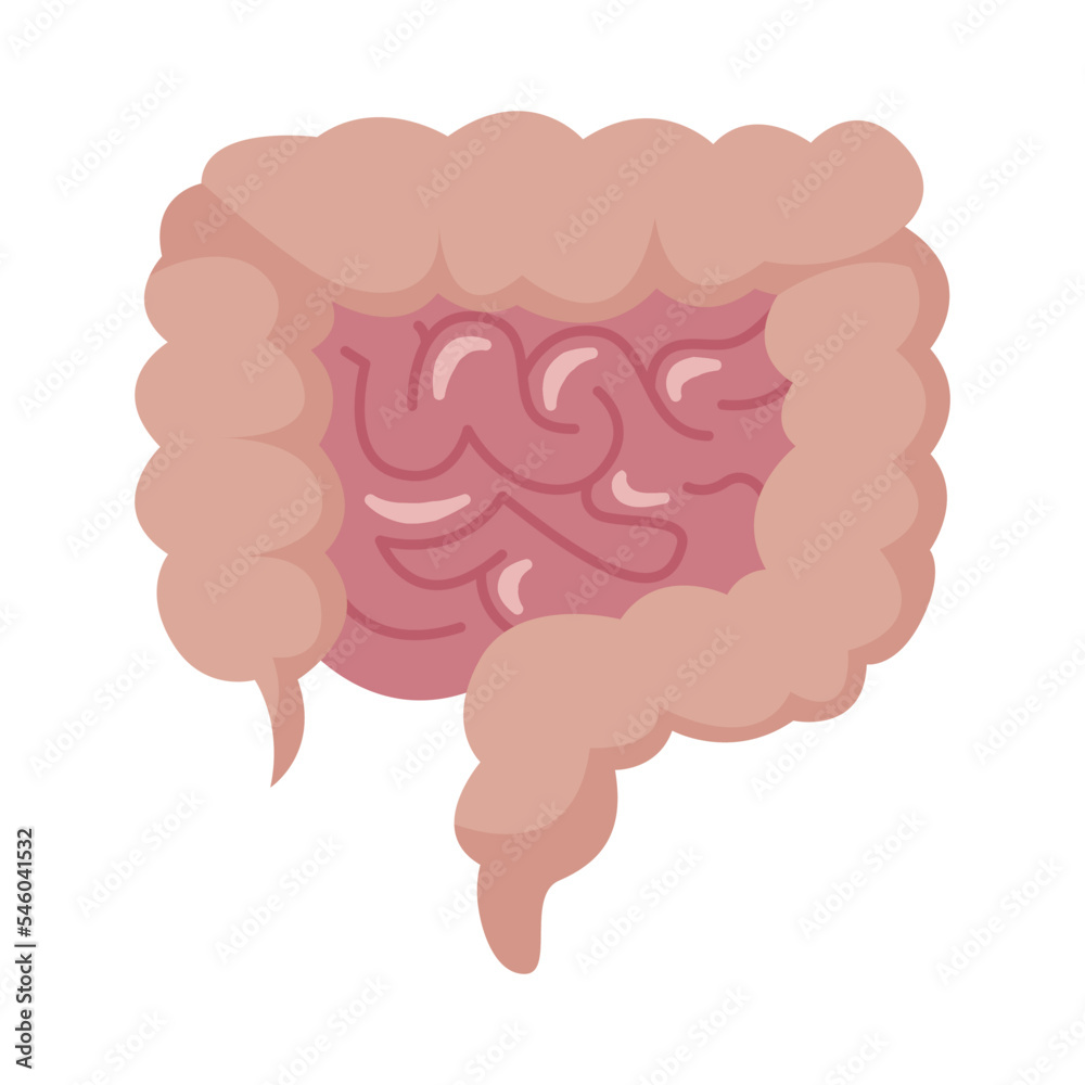 internal-organs-of-the-human-on-white-background-small-and-large