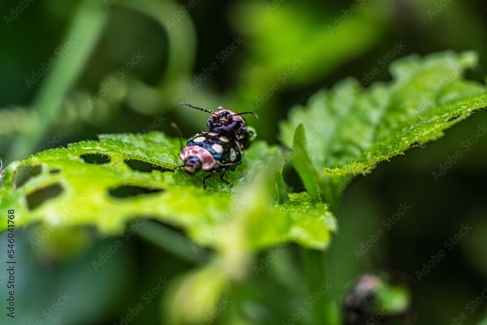 Selective focus shot of Black Ladybugs mating on leaf Selective focus shot of Black Ladybugs mating on leaf