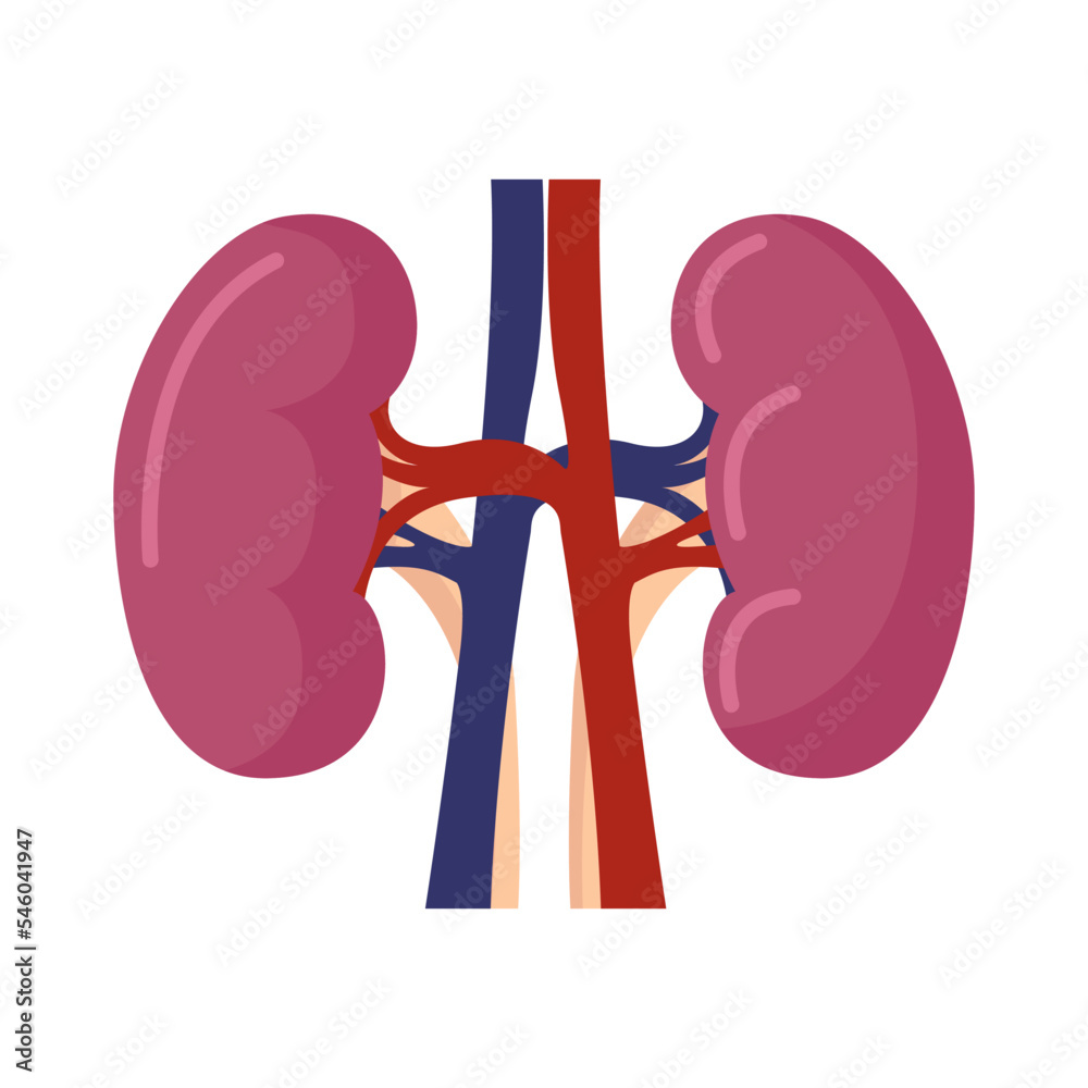 Human kidneys anatomy on white background. Human internal organ icon ...