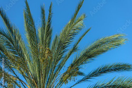 Green palm tree branches with a plain blue background