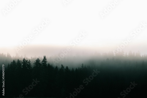 Fog over the trees in a gloomy dark forest,  Baranof island, Alaska photo