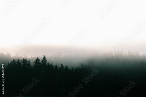 Fog over the trees in a gloomy dark forest,  Baranof island, Alaska photo