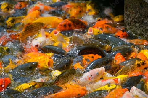 Closeup shot of golden and ordinary fishes crowd in the water