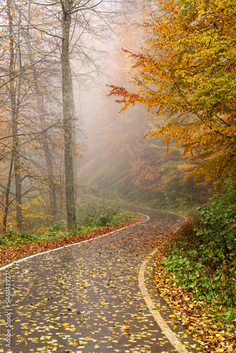 Scenic path in the park in foggy weather. Rainy weather. Autumn landscape. Beautiful S-shaped road in the autumn park. Autumn symbol.
