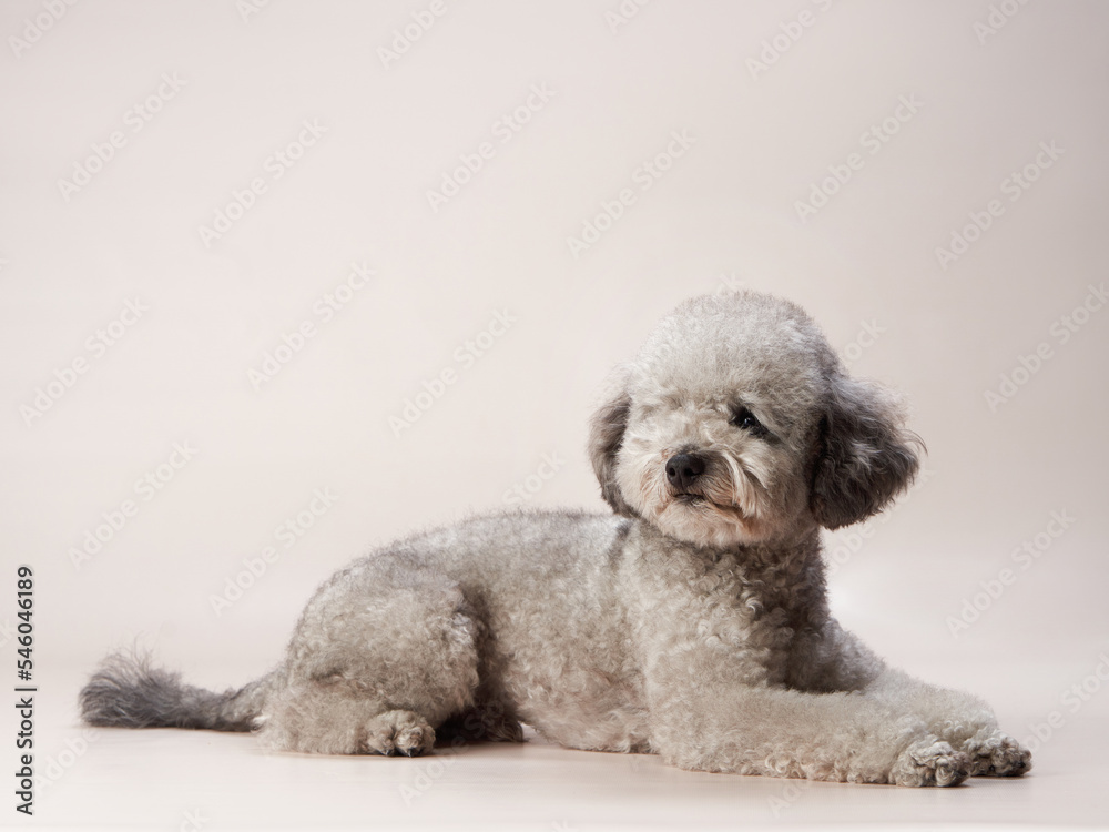 curly little poodle on a beige background. Portrait of a happy pet in the studio