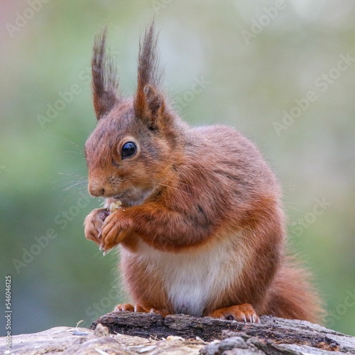 Close-up of a cute red tree squirrel  Sciurus vulgaris ognevi  sitting on a tree