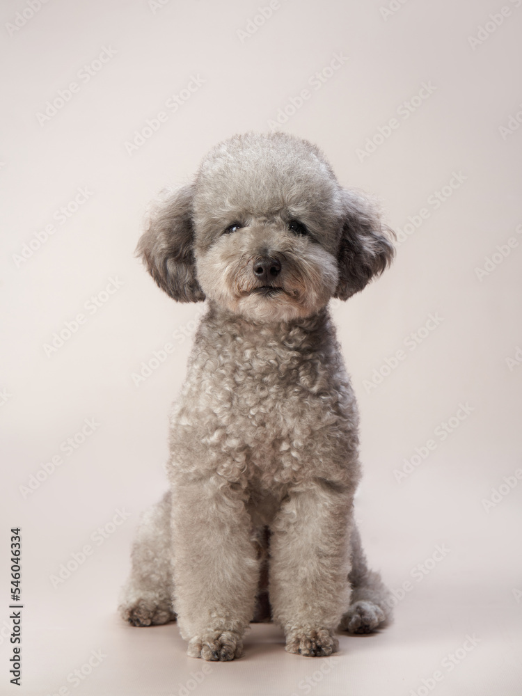 curly little poodle on a beige background. Portrait of a happy pet in the studio curly little poodle on a beige background. Portrait of a happy pet in the studio