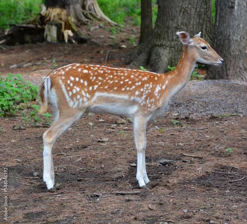 Fototapeta Naklejka Na Ścianę i Meble -  The fallow deer (Dama dama) is a ruminant mammal belonging to the family Cervidae. This common species is native to western Eurasia,