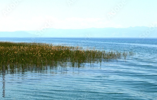 a large green reed in the lake