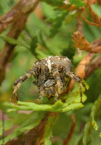 European garden spider in detail