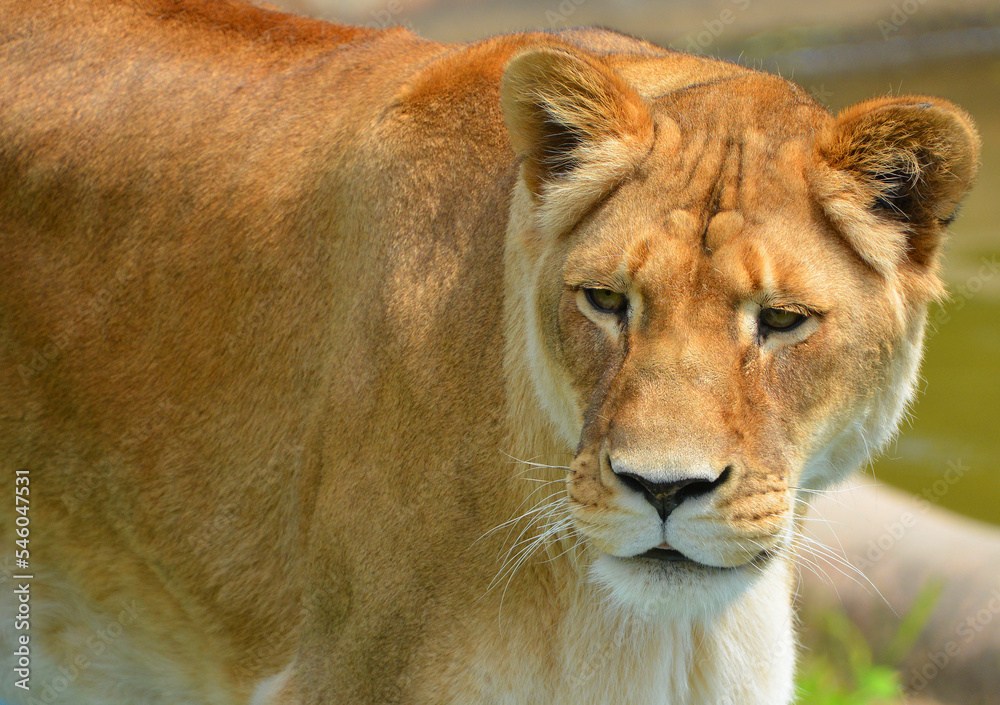 Obraz premium Lion is one of the four big cats in the genus Panthera, and a member of the family Felidae. With some males exceeding 250 kg (550 lb) in weight, it is the second-largest living cat after the tiger