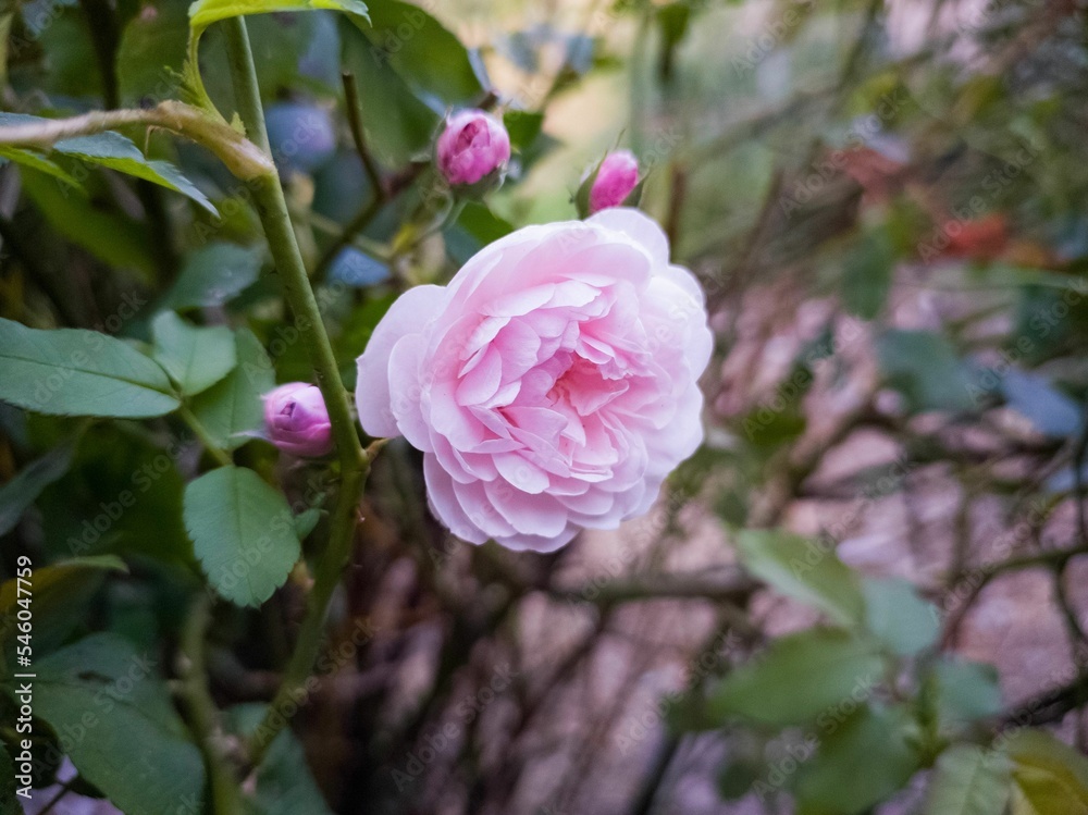 Closeup shot of a pink climbing rose in the garden