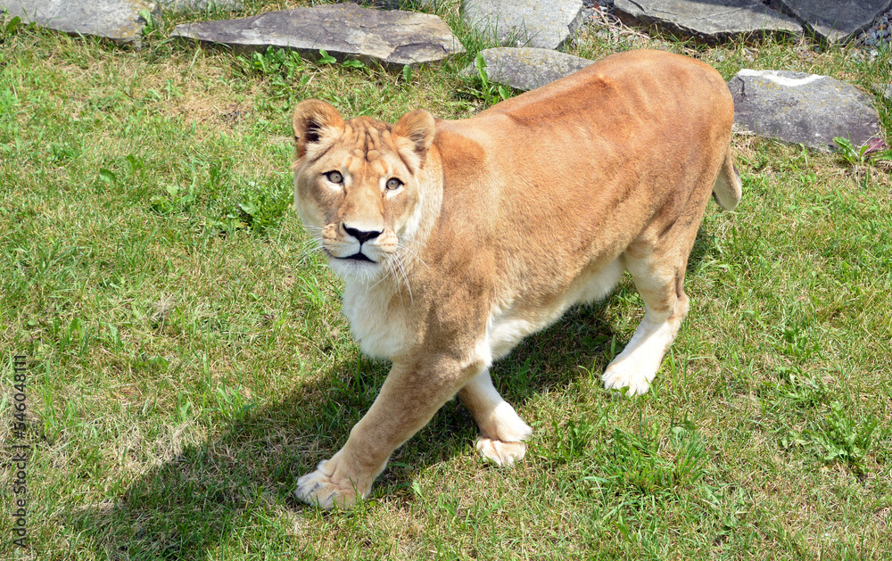 Obraz premium Lion is one of the four big cats in the genus Panthera, and a member of the family Felidae. With some males exceeding 250 kg (550 lb) in weight, it is the second-largest living cat after the tiger