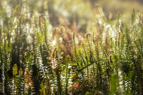 Close-up of spiny club moss  Lycopodium annotinum  in a field in sunlight