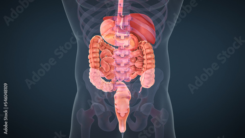 Anatomy of human digestive system photo
